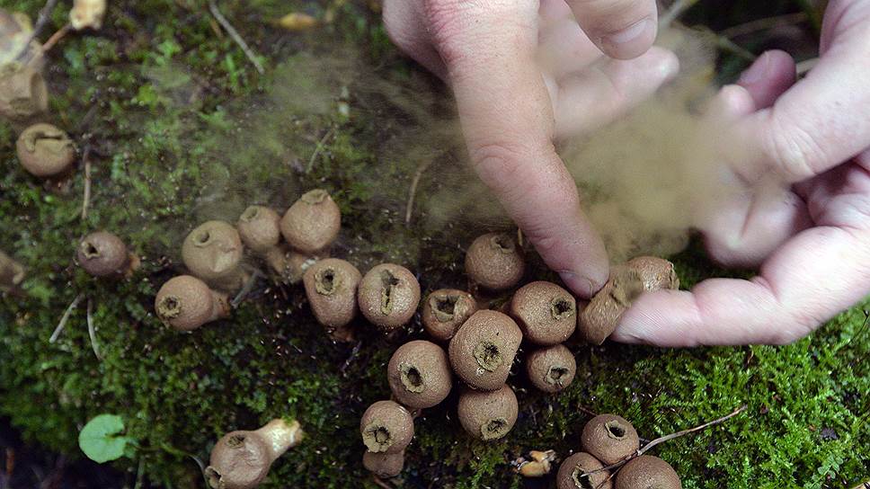 Вишневский умудряется отыскивать грибы повсюду — в траве, на стволах деревьев